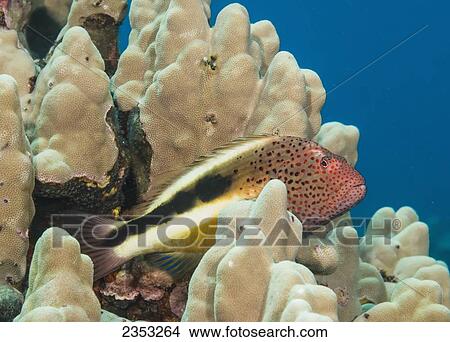 Underwater view of a Freckled Hawkfish (Paracirrhites forsteri) on finger coral; Maui, Hawaii, United States of America View Large Photo Image Picture - Underwater view of a Freckled Hawkfish (Paracirrhites forsteri) on finger coral; Maui, Hawaii, United States of America. Fotosearch