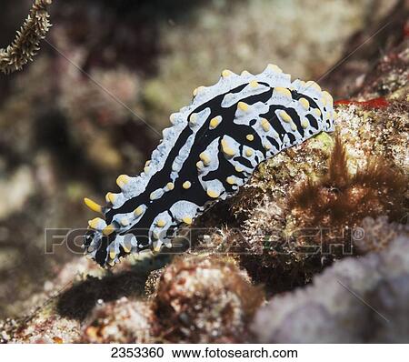 Stock Image - Underwater view of a fried egg nudibranch (Phyllidia varicosa) at Molokini Crater; Maui, Hawaii, United States of America. Fotosearch