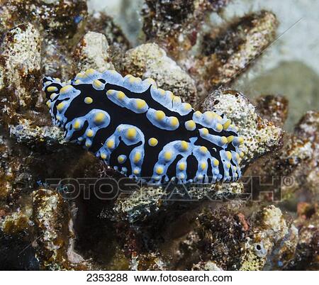 Stock Photo - Underwater view of a fried egg nudibranch (Phyllida varicosa) at Molokini Crater; Maui, Hawaii, United States of America. Fotosearch