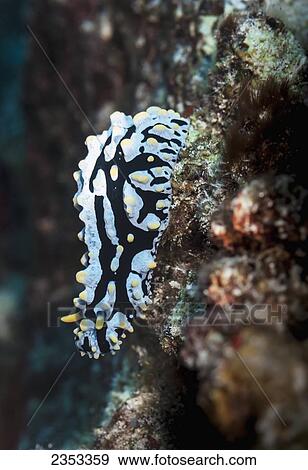 Underwater view of a fried egg nudibranch (Phyllidia varicosa) at Molokini Crater; Maui, Hawaii, United States of America View Large Photo Image Stock Photo - Underwater view of a fried egg nudibranch (Phyllidia varicosa) at Molokini Crater; Maui, Hawaii, United States of America. Fotosearch