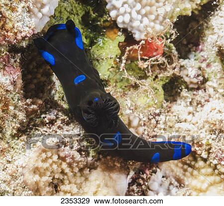 Stock Photo - Underwater view of a gloomy nudibranch (Tambja morosa) at Molokini Crater; Maui, Hawaii, United States of America. Fotosearch