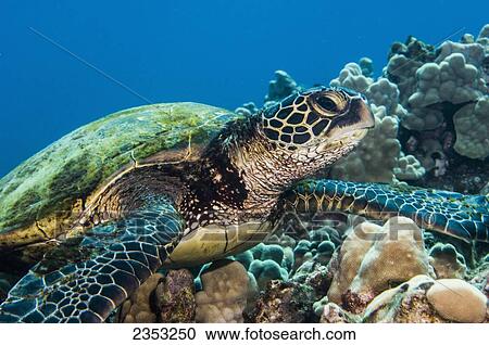 Stock Image - Underwater view of a Green Sea Turtle (Chelonia mydas); Maui, Hawaii, United States of America. Fotosearch