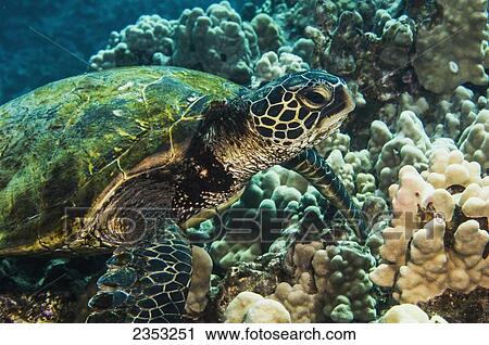 Stock Image - Underwater view of a Green Sea Turtle (Chelonia mydas); Maui, Hawaii, United States of America. Fotosearch