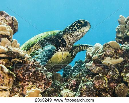 Underwater view of a Green Sea Turtle (Chelonia mydas); Maui, Hawaii, United States of America View Large Photo Image Stock Photo - Underwater view of a Green Sea Turtle (Chelonia mydas); Maui, Hawaii, United States of America. Fotosearch