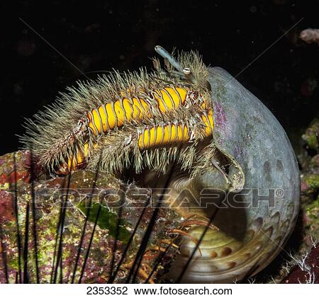 Stock Image - Underwater view of a hairy yellow hermit crab (Aniculus maximus) in a Triton's trumpet shell at Molokini Crater; Maui, Hawaii, United States of America. Fotosearch