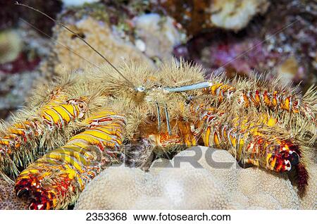 Stock Photo - Underwater view of a hairy yellow hermit crab (Aniculus maximus) at Molokini Crater; Maui, Hawaii, United States of America. Fotosearch