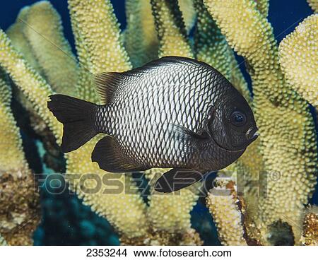 Picture - Underwater view of a Hawaiian Dascyllus (Dascyllus albisella) at Molokini Crater; Maui, Hawaii, United States of America. Fotosearch