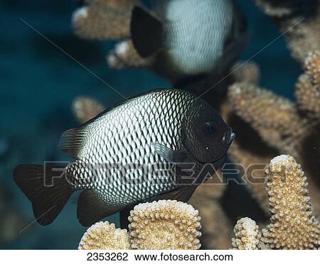 Underwater view of a Hawaiian Dascyllus (Dascyllus albisella); Maui, Hawaii, United States of America View Large Photo Image Stock Image - Underwater view of a Hawaiian Dascyllus (Dascyllus albisella); Maui, Hawaii, United States of America. Fotosearch