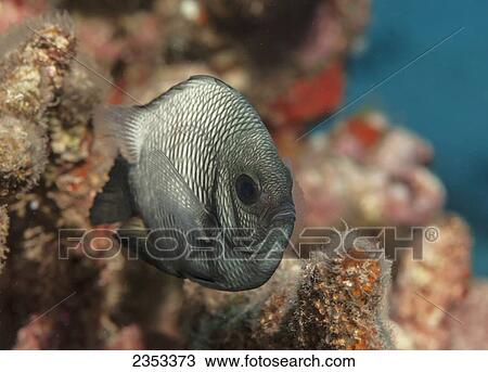 Stock Image - Underwater view of a Hawaiian Dascyllus (Dascyllus albisella) at Molokini Crater; Maui, Hawaii, United States of America. Fotosearch