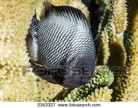 Stock Photo - Underwater view of a Hawaiian Dascyllus (Dascyllus albisella) at Molokini Crater; Maui, Hawaii, United States of America. Fotosearch