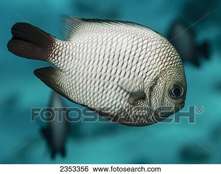 Underwater view of a Hawaiian Dascyllus (Dascyllus albisella) at Molokini Crater; Maui, Hawaii, United States of America View Large Photo Image Stock Photograph - Underwater view of a Hawaiian Dascyllus (Dascyllus albisella) at Molokini Crater; Maui, Hawaii, United States of America. Fotosearch