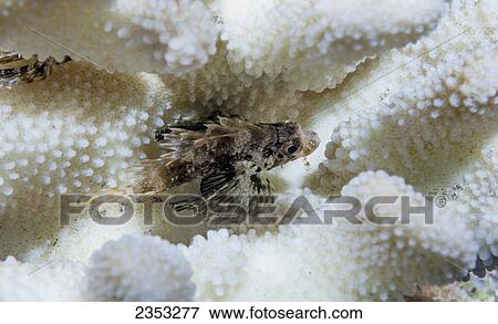 Underwater view of a Hawaiian Lionfish on antler coral; Maui, Hawaii, United States of America View Large Photo Image Stock Photo - Underwater view of a Hawaiian Lionfish on antler coral; Maui, Hawaii, United States of America. Fotosearch