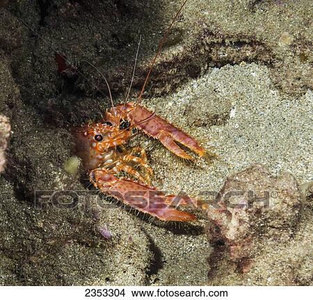 Underwater view of a Hawaiian lobster (Enoplometopus occidentalis); Maui, Hawaii, United States of America View Large Photo Image Picture - Underwater view of a Hawaiian lobster (Enoplometopus occidentalis); Maui, Hawaii, United States of America. Fotosearch