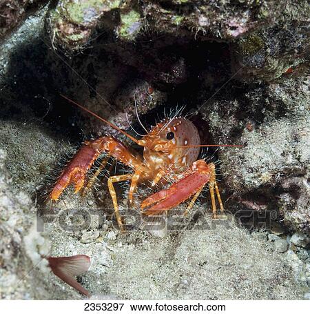 Underwater view of a Hawaiian lobster (Enoplometopus occidentalis); Maui, Hawaii, United States of America View Large Photo Image Stock Photo - Underwater view of a Hawaiian lobster (Enoplometopus occidentalis); Maui, Hawaii, United States of America. Fotosearch
