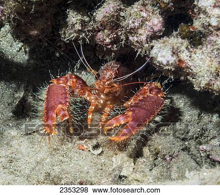 Stock Photo - Underwater view of a Hawaiian lobster (Enoplometopus occidentalis); Maui, Hawaii, United States of America. Fotosearch
