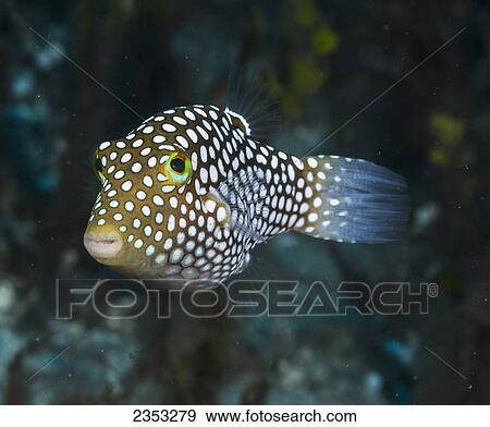 Stock Photo - Underwater view of a Hawaiian Whitespotted Toby (Canthigaster jactator); Maui, Hawaii, United States of America. Fotosearch