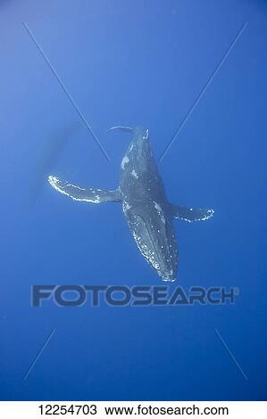 Stock Image - Underwater view of a humpback whale (Megaptera novaeangliae); Maui, Hawaii, United States of America. Fotosearch