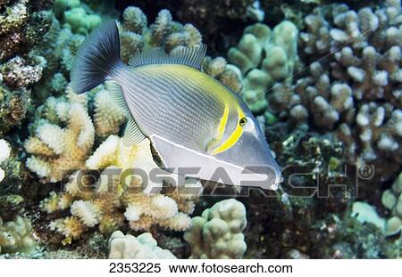 Stock Photography - Underwater view of a Lei Triggerfish at Molokini Crater; Maui, Hawaii, United States of America. Fotosearch