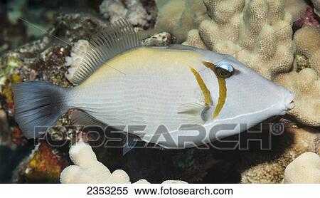 Underwater view of a Lei Triggerfish at Molokini Crater; Maui, Hawaii, United States of America View Large Photo Image Stock Photography - Underwater view of a Lei Triggerfish at Molokini Crater; Maui, Hawaii, United States of America. Fotosearch