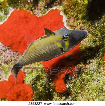 Stock Photo - Underwater view of a Lei Triggerfish (Sufflamen bursa) postioned over an orange colored sponge at Molokini Crater; Maui, Hawaii, United States of America. Fotosearch