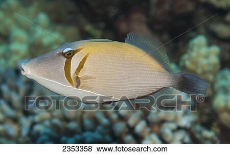 Stock Photo - Underwater view of a Lei Triggerfish (Sufflamen bursa) at Molokini Crater; Maui, Hawaii, United States of America. Fotosearch