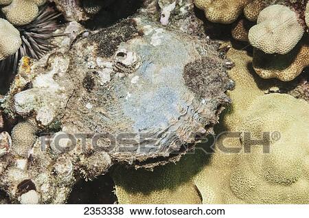 Stock Photo - Underwater view of a live black-lipped pearl oyster (Pinctada margaritifera); Maui, Hawaii, United States of America. Fotosearch
