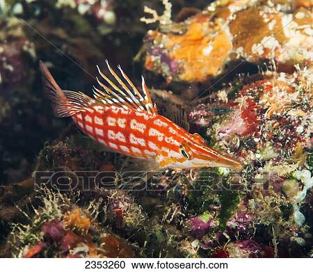 Underwater view of a Longnose Hawkfish (Oxycirrhites typus); Maui, Hawaii, United States of America View Large Photo Image Stock Image - Underwater view of a Longnose Hawkfish (Oxycirrhites typus); Maui, Hawaii, United States of America. Fotosearch