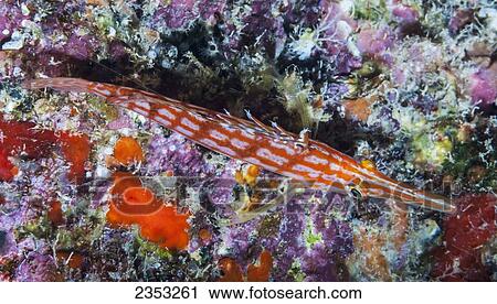 Stock Image - Underwater view of a Longnose Hawkfish (Oxycirrhites typus); Maui, Hawaii, United States of America. Fotosearch