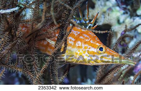 Stock Image - Underwater view of a Longnose Hawkfish (Oxycirrhites typus) on black coral at Molokini Crater; Maui, Hawaii, United States of America. Fotosearch