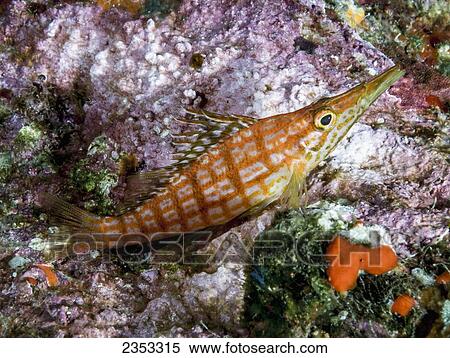 Stock Photography - Underwater view of a Longnose Hawkfish (Oxycirrhites typus) at Molokini Crater; Maui, Hawaii, United States of America. Fotosearch