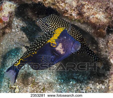 Stock Image - Underwater view of a male and a female Spotted Boxfish; Maui, Hawaii, United States of America. Fotosearch