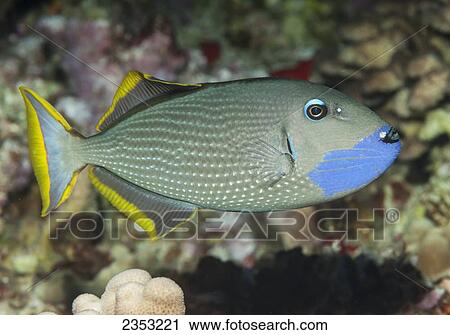 Stock Image - Underwater view of a male Bluegill Triggerfish (Xanthichthys auromarginatus) at Molokini Crater; Maui, Hawaii, United States of America. Fotosearch