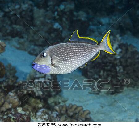 Underwater view of a male Bluegill Triggerfish (Xanthichthys auromarginatus) at Molokini Crater; Maui, Hawaii, United States of America View Large Photo Image Stock Photography - Underwater view of a male Bluegill Triggerfish (Xanthichthys auromarginatus) at Molokini Crater; Maui, Hawaii, United States of America. Fotosearch