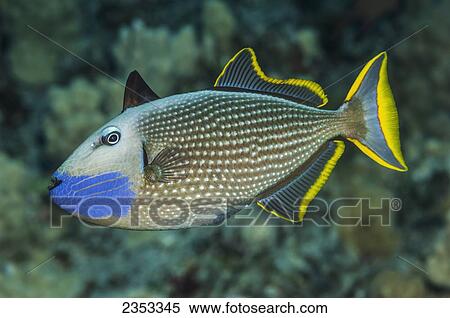 Underwater view of a male Bluegill Triggerfish (Xanthichthys auromarginatus) at Molokini Crater; Maui, Hawaii, United States of America View Large Photo Image Stock Photography - Underwater view of a male Bluegill Triggerfish (Xanthichthys auromarginatus) at Molokini Crater; Maui, Hawaii, United States of America. Fotosearch