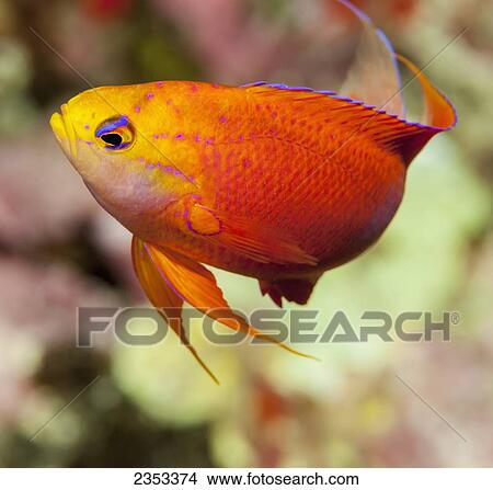 Picture - Underwater view of a male Longfin Anthias (Pseudanthias hawaiiensis); Maui, Hawaii, United States of America. Fotosearch