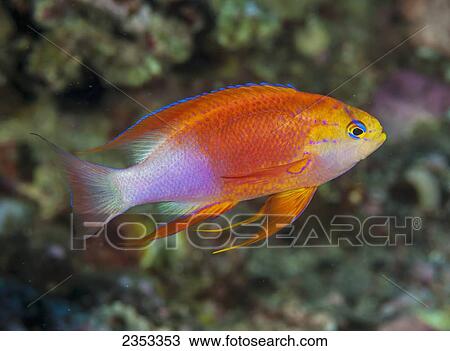 Stock Image - Underwater view of a male Longfin Anthias (Pseudanthias hawaiiensis); Maui, Hawaii, United States of America. Fotosearch