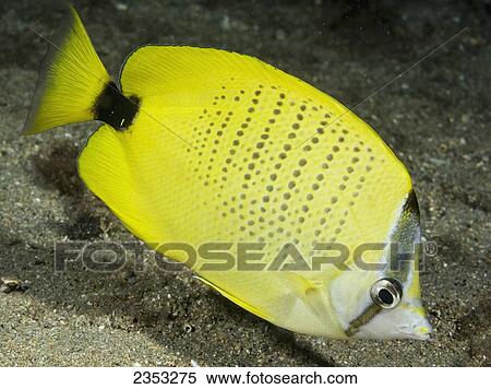 Underwater view of a Milletseed Butterflyfish (Chaetodon miliaris); Maui, Hawaii, United States of America View Large Photo Image Stock Photography - Underwater view of a Milletseed Butterflyfish (Chaetodon miliaris); Maui, Hawaii, United States of America. Fotosearch