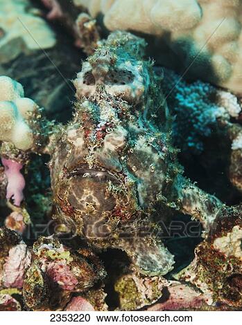 Stock Image - Underwater view of a Painted Frogfish near the St. Anthony wreck; Maui, Hawaii, United States of America. Fotosearch