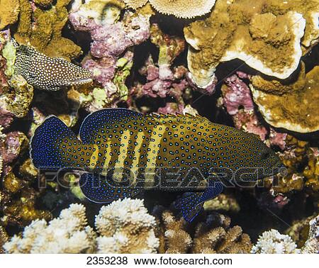 Stock Photo - Underwater view of a Peacock Grouper (Cephalopholis argus) and a Whitemouth Moray Eel at Molokini Crater; Maui, Hawaii, United States of America. Fotosearch