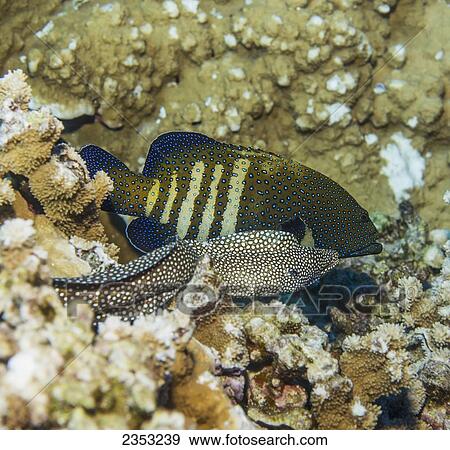Underwater view of a Peacock Grouper (Cephalopholis argus) and a Whitemouth Moray Eel at Molokini Crater; Maui, Hawaii, United States of America View Large Photo Image Stock Photo - Underwater view of a Peacock Grouper (Cephalopholis argus) and a Whitemouth Moray Eel at Molokini Crater; Maui, Hawaii, United States of America. Fotosearch