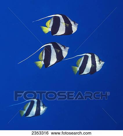 Underwater view of a Pennant Butterflyfish (Heniochus diphreutes) at Molokini Crater; Maui, Hawaii, United States of America View Large Photo Image Stock Photograph - Underwater view of a Pennant Butterflyfish (Heniochus diphreutes) at Molokini Crater; Maui, Hawaii, United States of America. Fotosearch