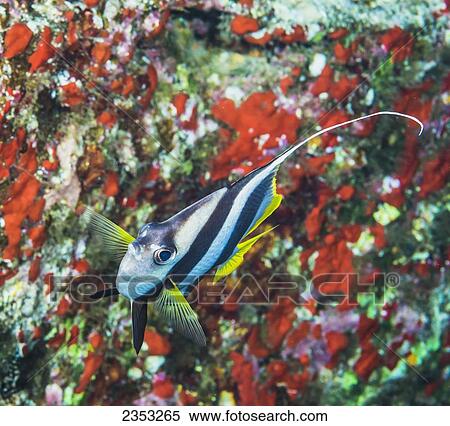 Stock Photography - Underwater view of a Pennant Butterflyfish (Heniochus diphreutes); Maui, Hawaii, United States of America. Fotosearch