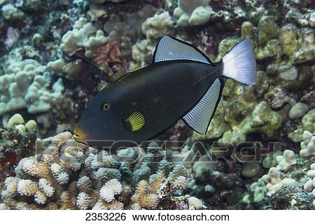 Underwater view of a Pinktail Durgeon postioned over cauliflower coral at Molokini Crater; Maui, Hawaii, United States of America View Large Photo Image Stock Photograph - Underwater view of a Pinktail Durgeon postioned over cauliflower coral at Molokini Crater; Maui, Hawaii, United States of America. Fotosearch