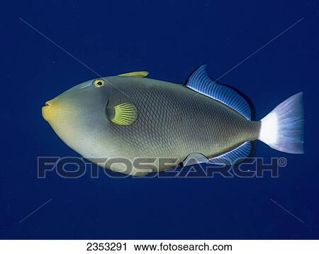 Stock Image - Underwater view of a Pinktail Durgon (Melichthys vidua) at Molokini Crater; Maui, Hawaii, United States of America. Fotosearch