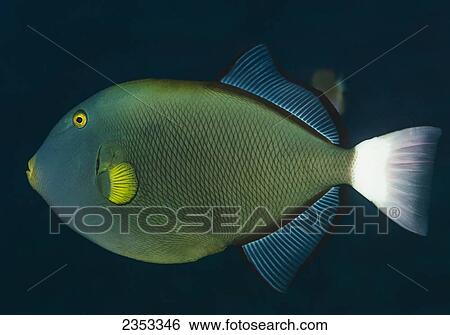 Stock Photograph - Underwater view of a Pinktail Durgon (Melichthys vidua) at Molokini Crater; Maui, Hawaii, United States of America. Fotosearch