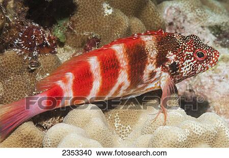 Stock Image - Underwater view of a Redbarred Hawkfish (Cirrhitops fasciatus); Maui, Hawaii, United States of America. Fotosearch
