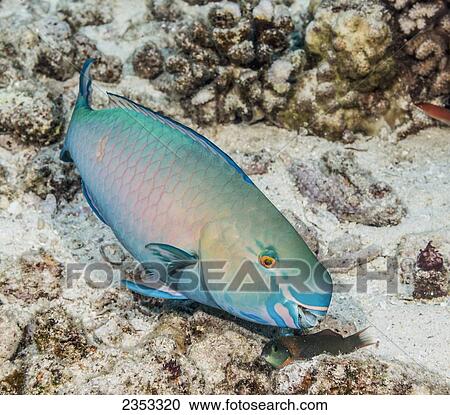 Stock Image - Underwater view of a Redlip Parrotfish (Scarus rubroviolaceus) male at Molokini Crater; Maui, Hawaii, United States of America. Fotosearch