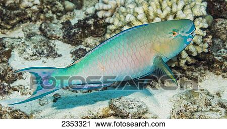 Underwater view of a Redlip Parrotfish (Scarus rubroviolaceus) male at Molokini Crater; Maui, Hawaii, United States of America View Large Photo Image Stock Image - Underwater view of a Redlip Parrotfish (Scarus rubroviolaceus) male at Molokini Crater; Maui, Hawaii, United States of America. Fotosearch