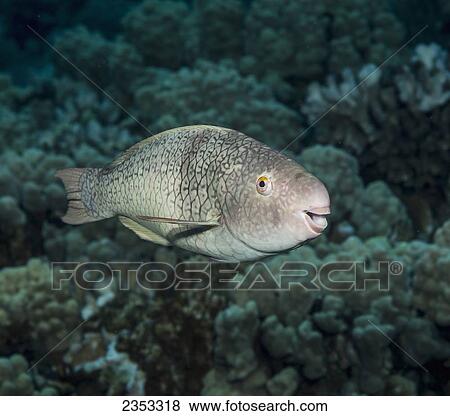 Stock Photo - Underwater view of a Redlip Parrotfish (Scarus rubroviolaceus) at Molokini Crater; Maui, Hawaii, United States of America. Fotosearch
