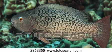 Underwater view of a Redlip Parrotfish (Scarus rubroviolaceus) at Molokini Crater; Maui, Hawaii, United States of America View Large Photo Image Stock Photography - Underwater view of a Redlip Parrotfish (Scarus rubroviolaceus) at Molokini Crater; Maui, Hawaii, United States of America. Fotosearch